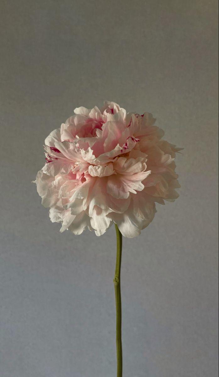 Eternal Elegance Springtime Symphony