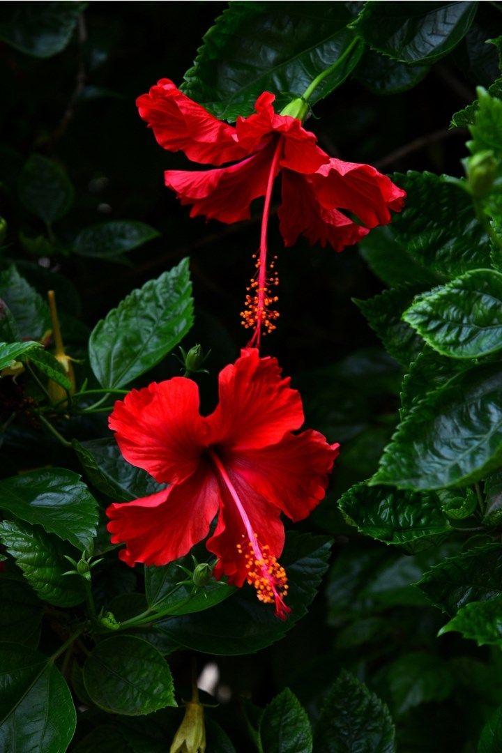 Enchanted Twilight Floral Embrace